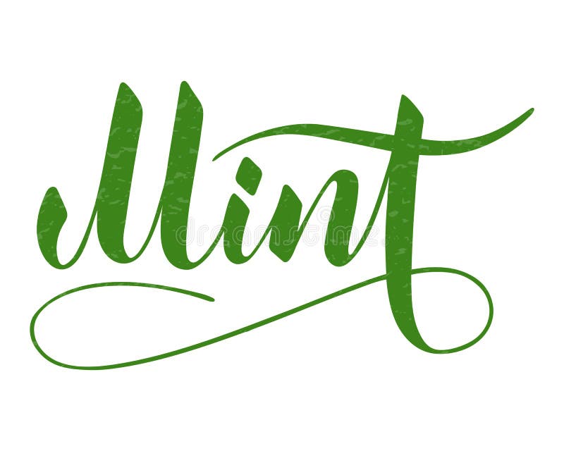 Vector Hand Written Mint Text Isolated on White Background Stock Vector