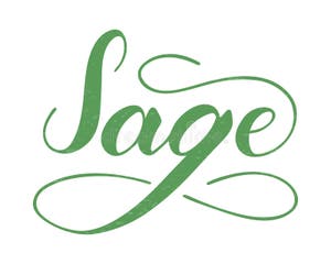Sage Text Hand Drawn Lettering Isolated On White Background Stock 