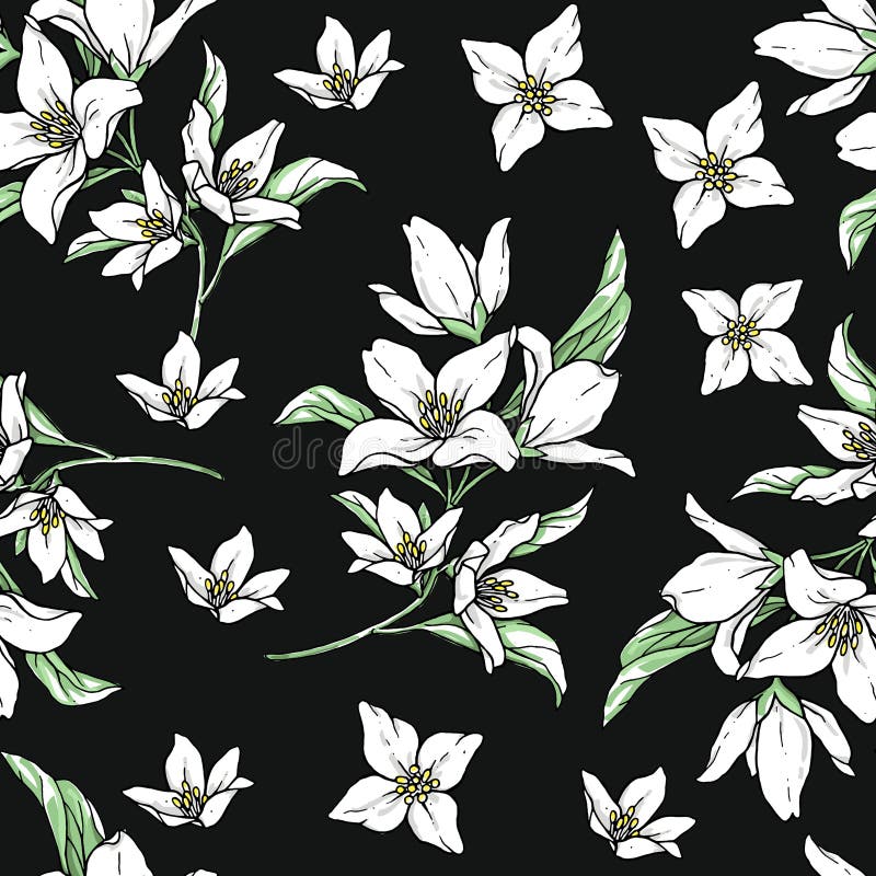 Jasmine White Flowers on Beige Background. Vector Handwork Illustration