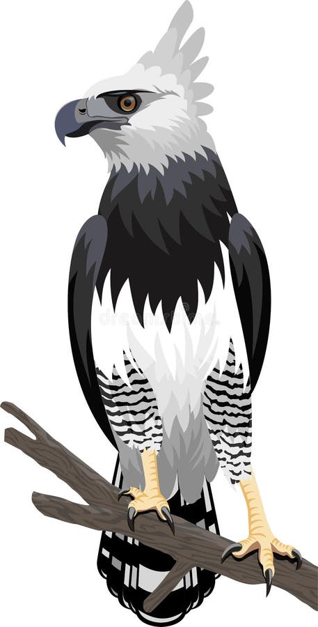 Flying Harpy Eagle On Background Crescent Stock Vector (Royalty