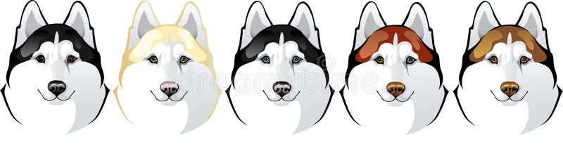 Vector head of a dog breed Siberian Husky