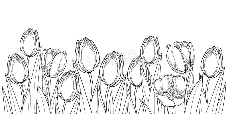 Vector horizontal border with outline tulip flowers, bud and ornate leaves in black isolated on white background.