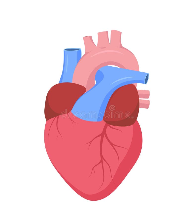Vector Human Heart Anatomy Stock Vector Illustration Of Cardiology