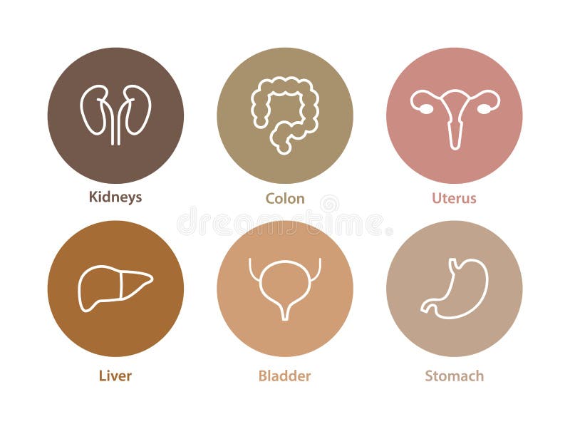 Vector human internal organs icons. Liver, kidneys, uterus, bladder, stomach and colon stock illustration Vector human internal organs icons. Liver, kidneys, uterus, bladder, stomach and colon stock illustration