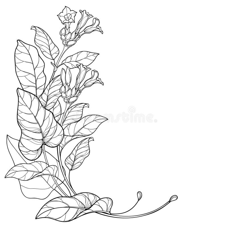 Vector-hörnklappar av giftiga tobaksplantor eller Nicotiana-blommor, knopp och blad i svart, isolerade på vit bakgrund stock illustrationer