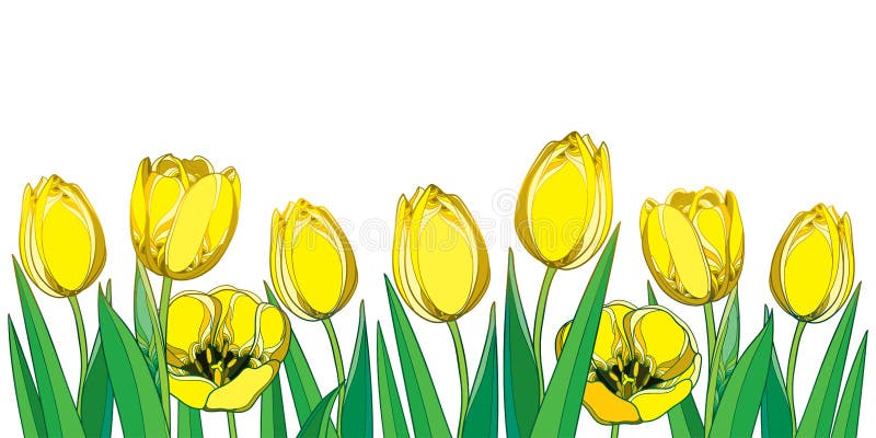 Vector il confine con i fiori del tulipano di giallo del profilo, il germoglio e le foglie verdi decorate isolati su fondo bianco royalty illustrazione gratis
