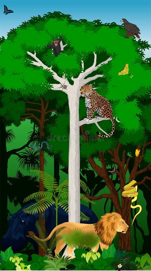 Vector Illustration African Jungle Rainforest with Animals Stock Vector -  Illustration of adventure, forest: 79503434