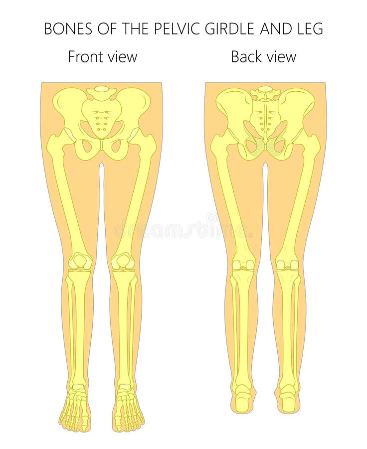 Anatomy_Bones of the pelvic gridle and leg stock illustration Anatomy_Bones of the pelvic gridle and leg stock illustration