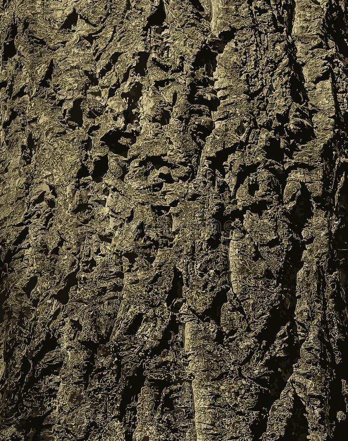 Vector illustration of bark of Amur velvet, or Amur cork tree, Phellodendron amurense. vector illustration