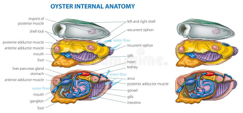Clam anatomy stock illustration