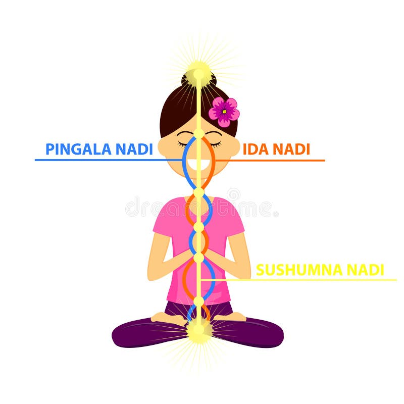 The three main nadis: ida, pingala, and sushumna.