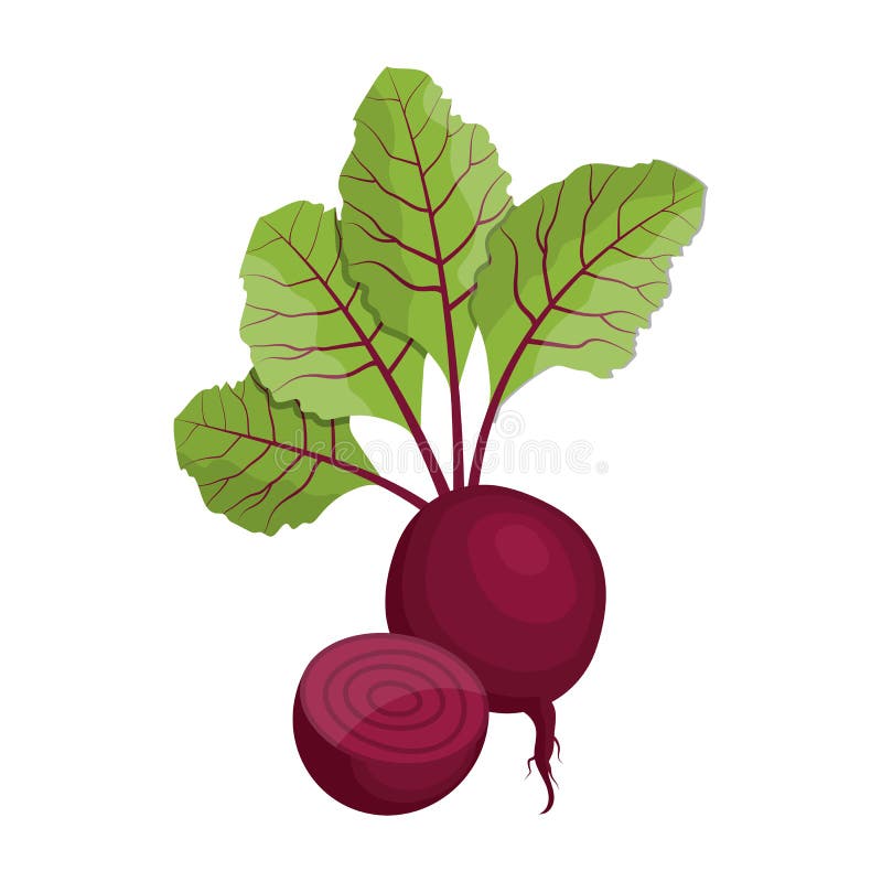 Beetroot, Sugar Beet And Turnip Stock Vector - Illustration of beetroot