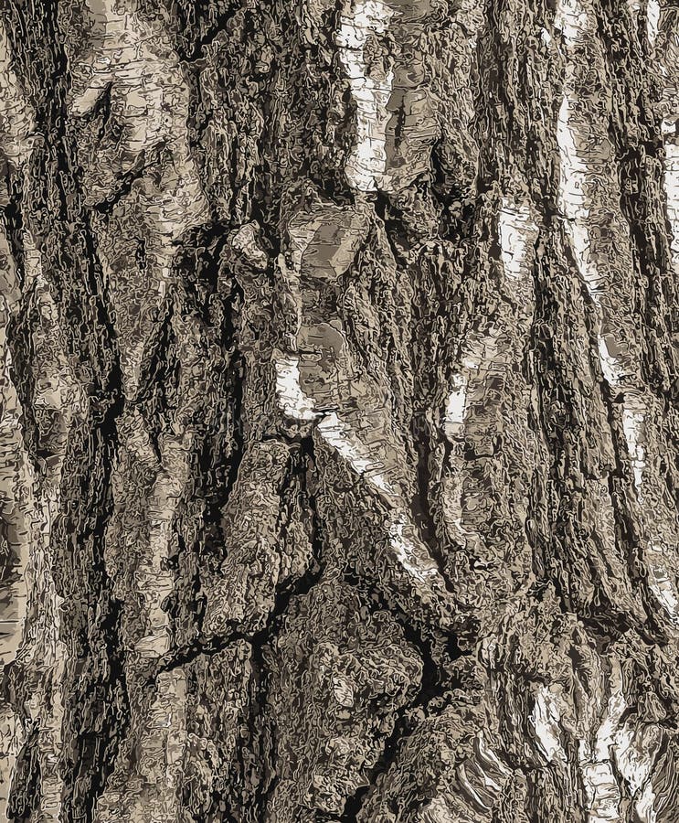 Vector illustration of Birch bark texture. Texture of the birch bark. Birch bark background. Birch tree trunk, Betula pendula royalty free illustration