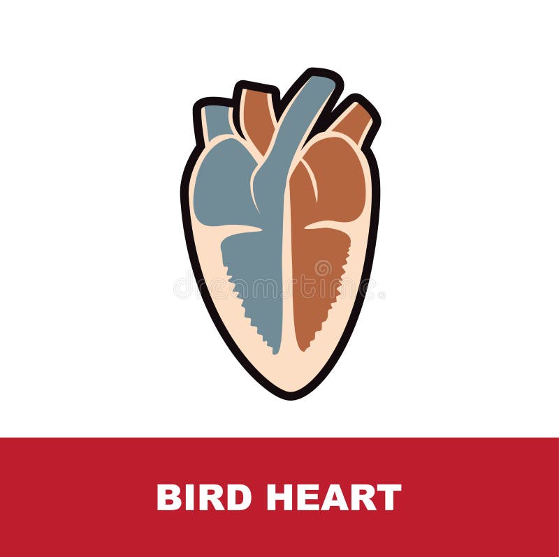 Vector Illustration Of Bird Schematic Heart Anatomy Stock Vector