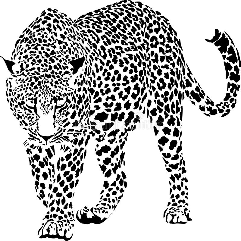 Leopard Stock Illustrations – 86,443 Leopard Stock Illustrations