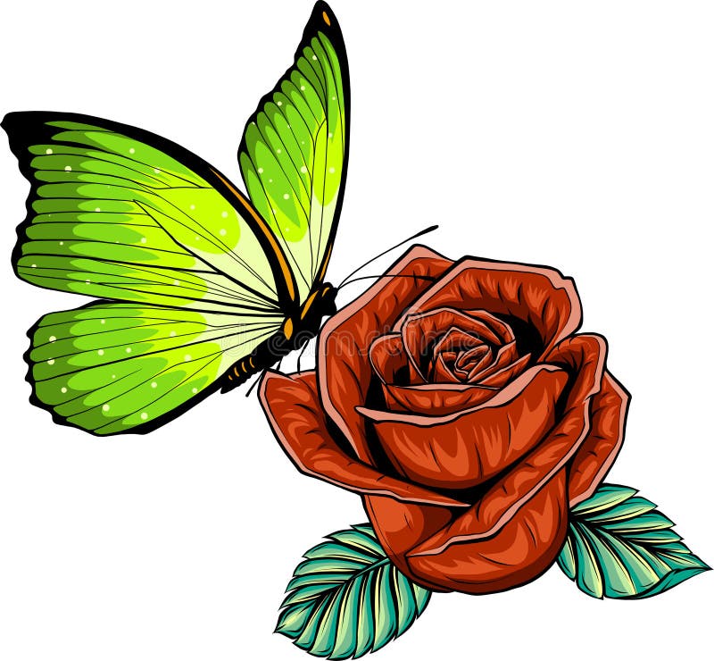 Vector Illustration of Butterfly on Rose Stock Vector Illustration of