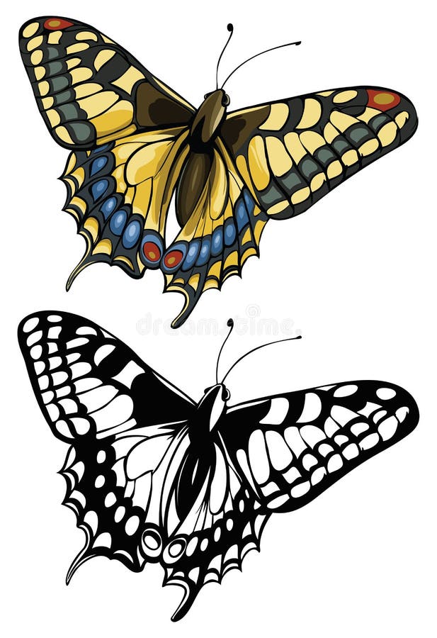 Vector illustration of a butterfly Swallowtail(Pap vector illustration Vector illustration of a butterfly Swallowtail(Pap vector illustration