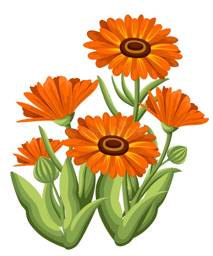 Календула рисунок для детей