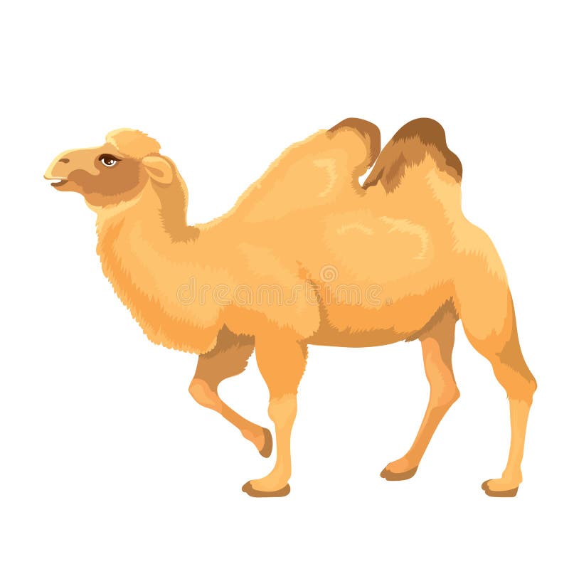 Vector Illustration Camel Isolated vector illustration