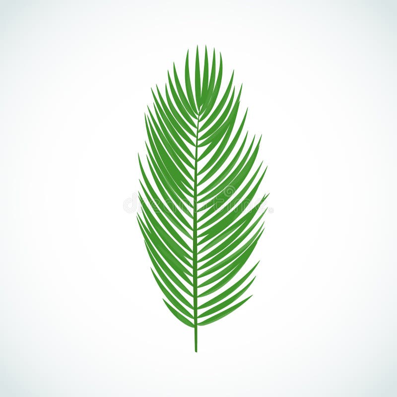 Vector Illustration of Cartoon Tropic Leaf of Palm Tree. Stock Vector -  Illustration of botanical, exotic: 146084757