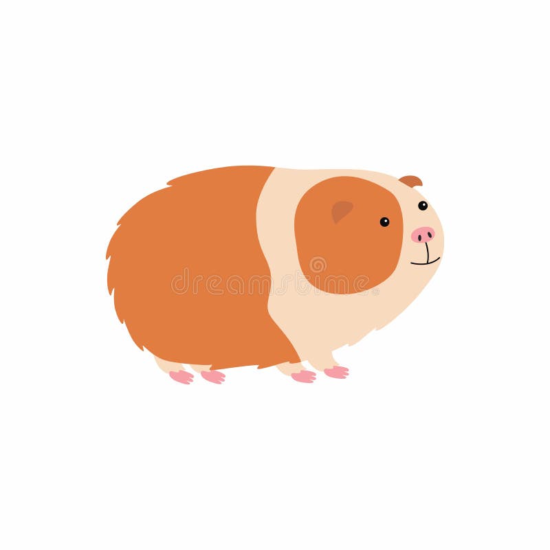 guinea pig español