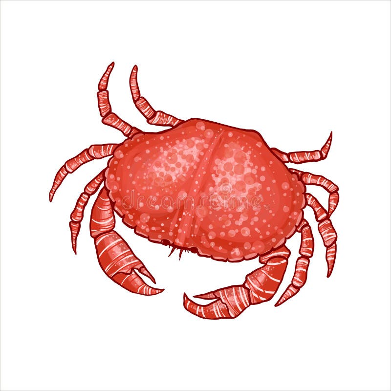 Vector Illustration einer Krabbe in der realistischen Art vektor abbildung Vector Illustration einer Krabbe in der realistischen Art vektor abbildung