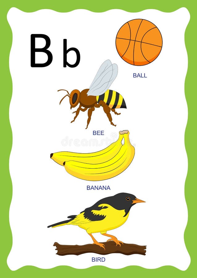 English Alphabet B with Pictures Word and Titles for Children Education ...