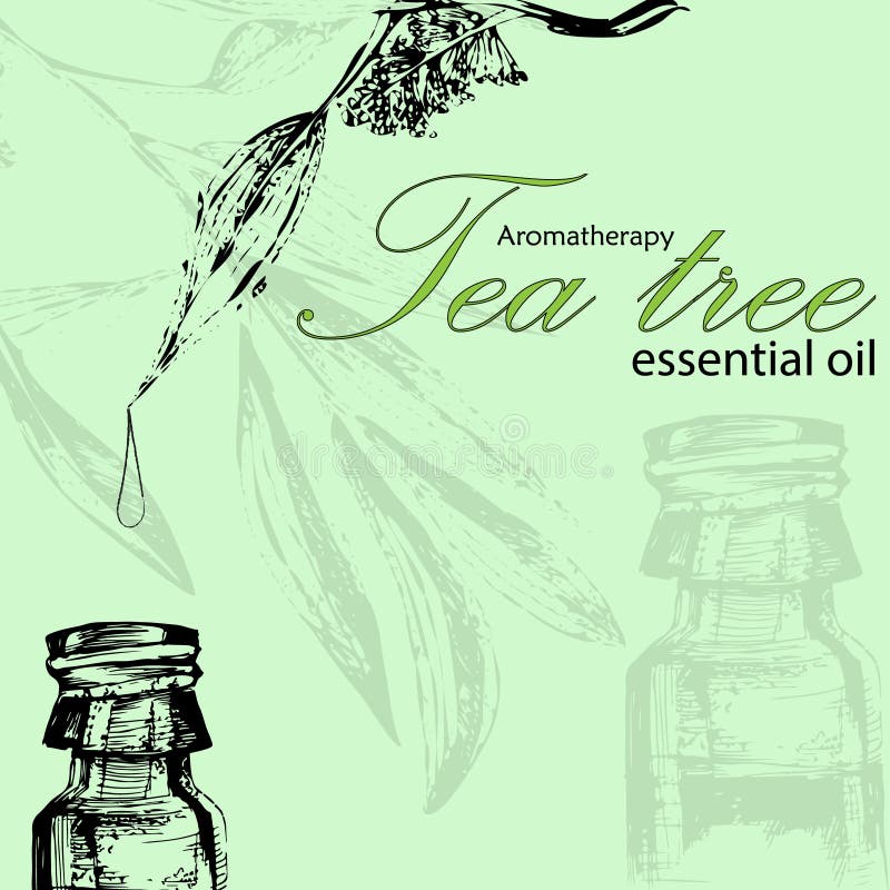 Download Tea Tree Oil Stock Illustrations 985 Tea Tree Oil Stock Illustrations Vectors Clipart Dreamstime PSD Mockup Templates