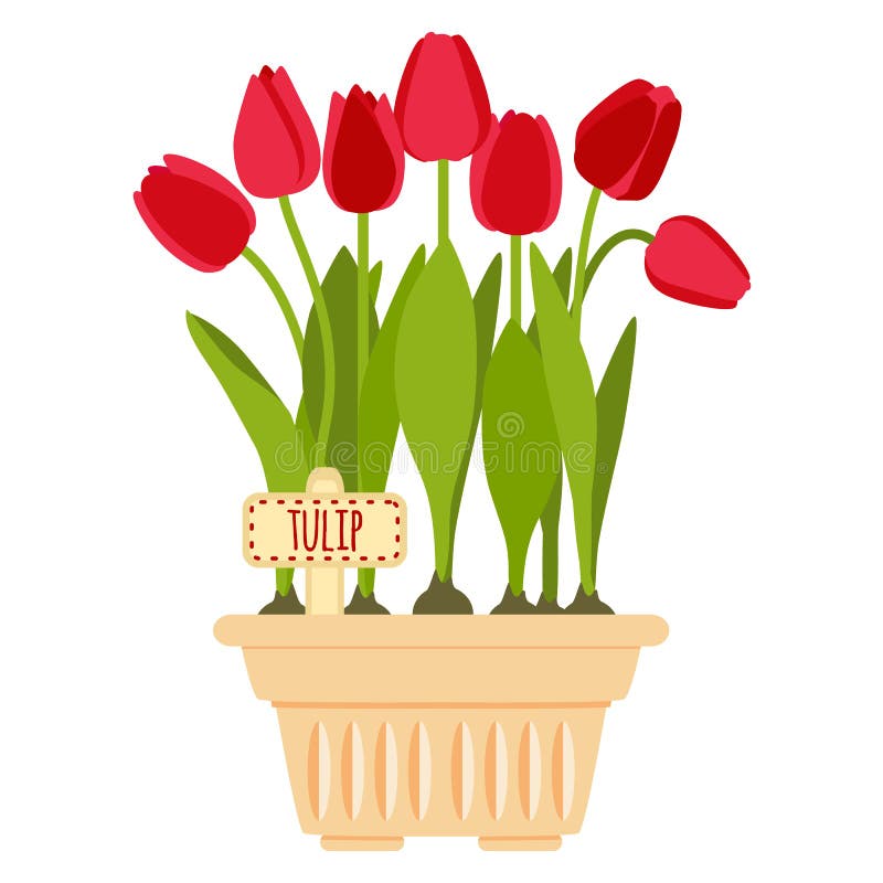 Vector Illustration with Flower Pot and Tulip Stock Vector