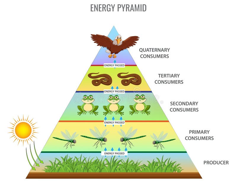 Food Chain Pyramid Stock Illustrations โ 88 Food Chain Pyramid Stock ... Biology Diagrams