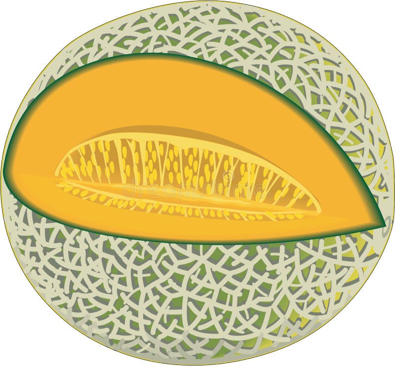 Cantaloupe Vector Illustration Stock Vector Illustration of produce