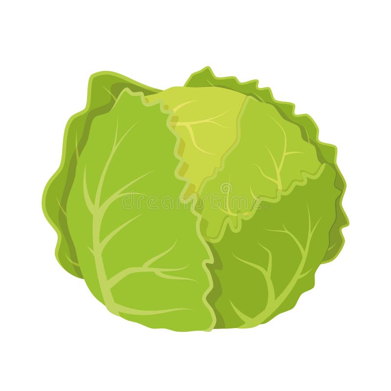 Cartoon Letuce : Download in under 30 seconds. - Test loro sek