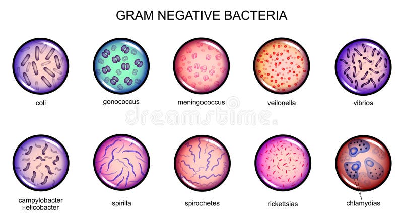 gram negative bacteria shapes gram negative bacteria shapes
