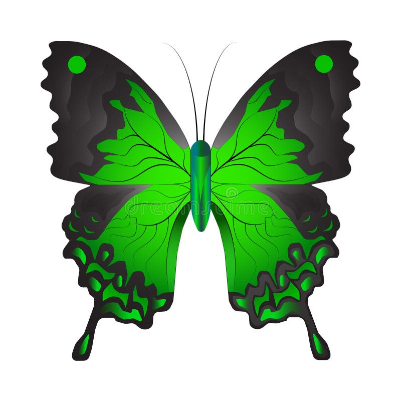 Vector Illustration of a Green Butterfly Stock Vector Illustration of