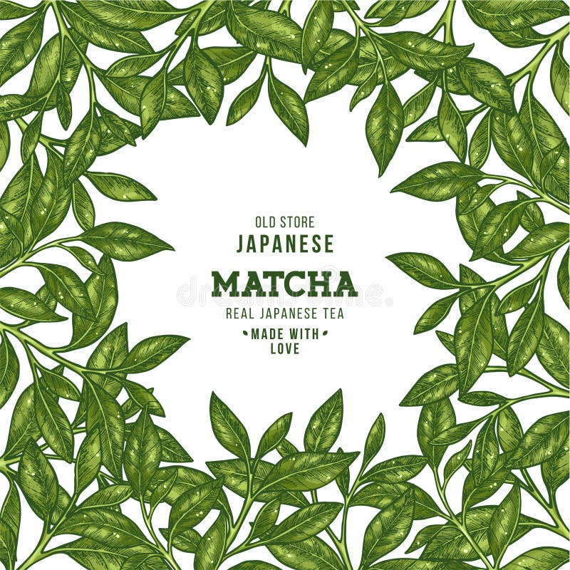 Green Tea Leaf Frame. Engraved Leaf Design Template. Vector