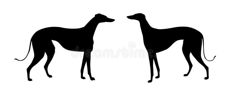 Vector illustration greyhound