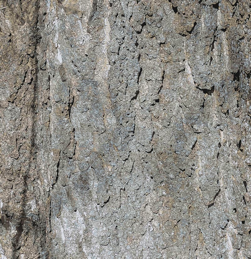 Vector illustration of Hackberry bark texture. Texture of the Hackberry bark. vector illustration
