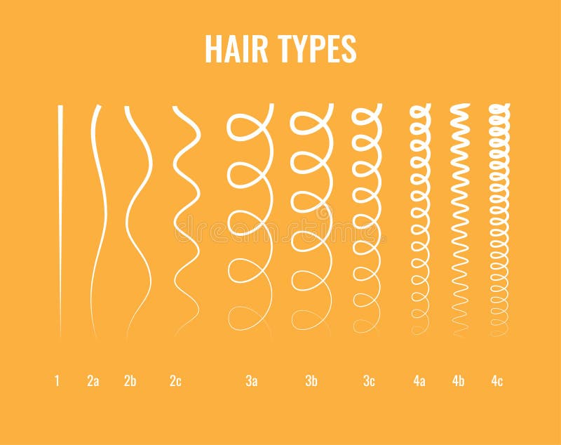 Vector Illustration of a Hair Types Chart Displaying All Types and