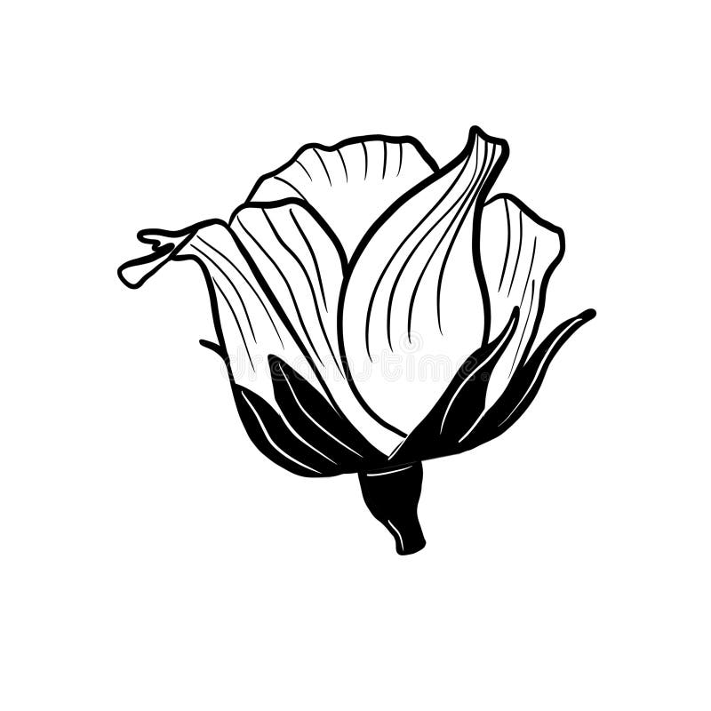 Vector Illustration Hand Drawn Rose Bud, Line Art Stock Vector