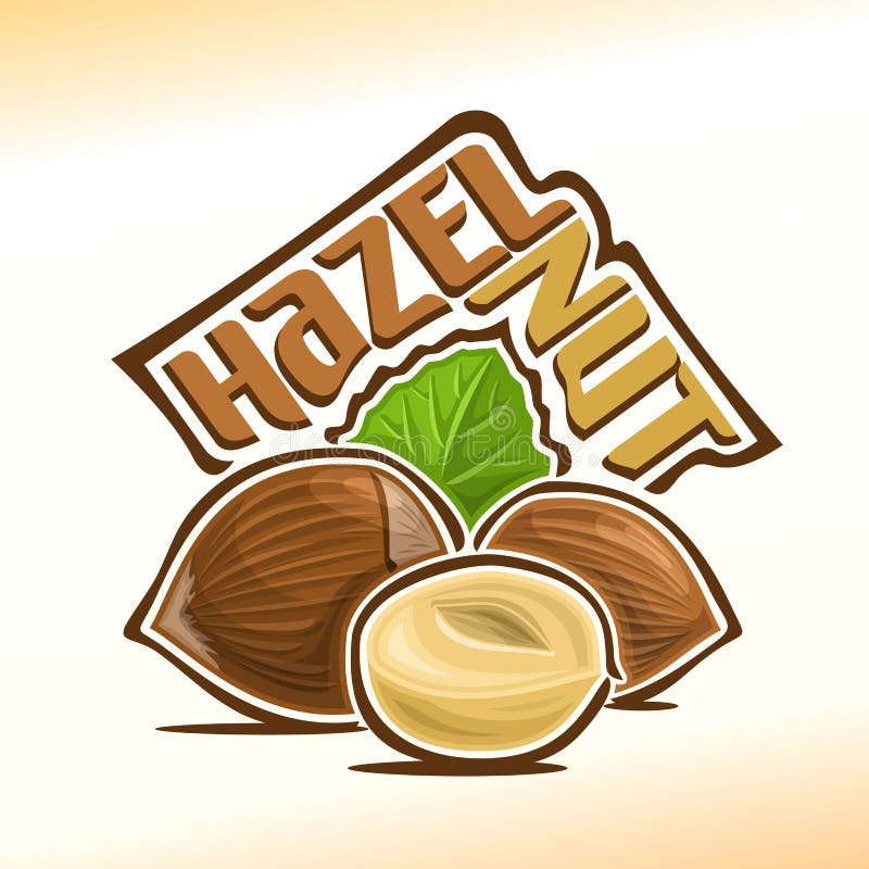 Vector illustration of hazelnut