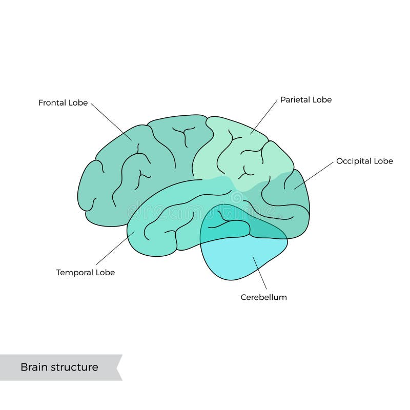 Vector Illustration of Human Brain Anatomy Stock Vector - Illustration ...