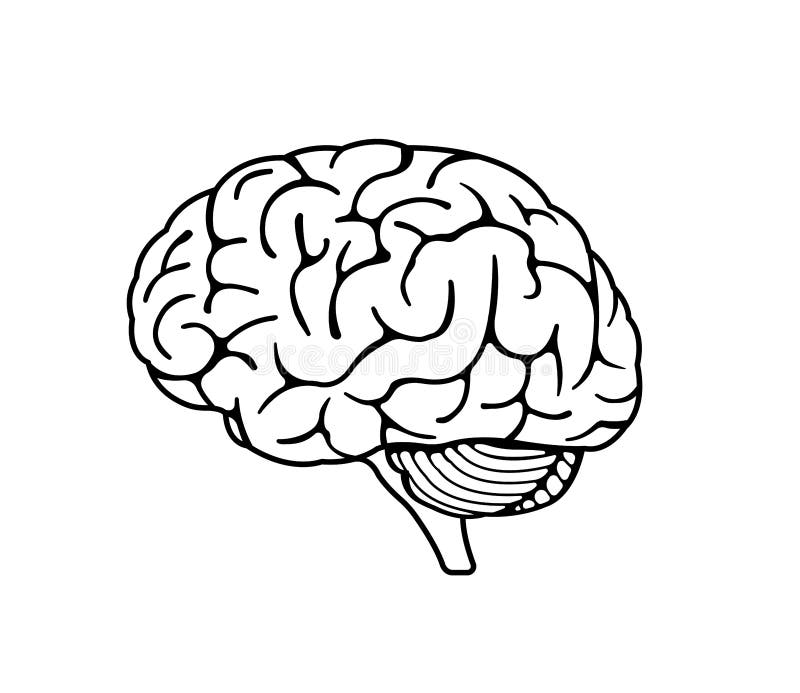 brain diagram unlabeled for kids