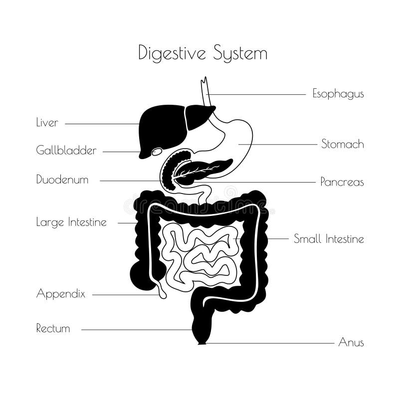 Vector Illustration of Human Digestive System Stock Vector ...