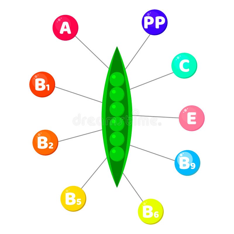 Infographics about Vitamins, Pigments, Fruits, Vegetables, Berries in a