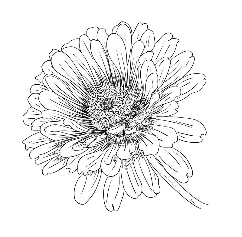 Download Zinnia flower illustration stock illustration ...