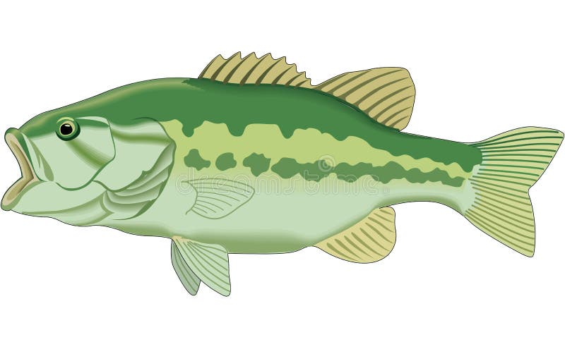 Bass Mouth Stock Illustrations – 974 Bass Mouth Stock Illustrations,  Vectors & Clipart - Dreamstime