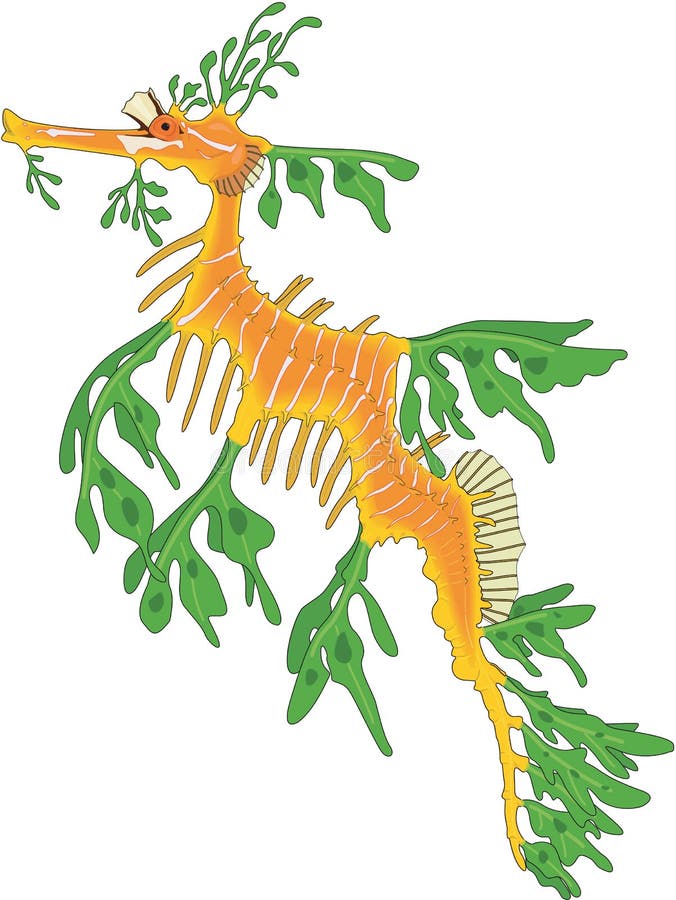 leafy sea dragon drawing
