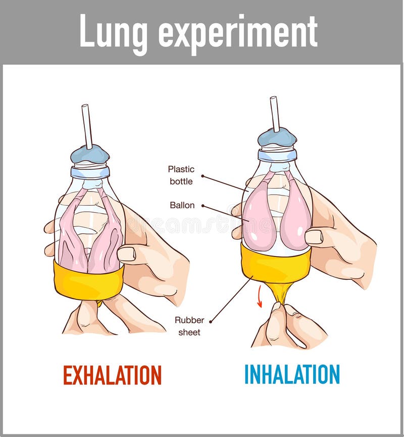 Vector illustration of a Lung breathing model royalty free illustration