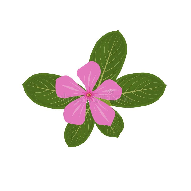 periwinkle flower drawing