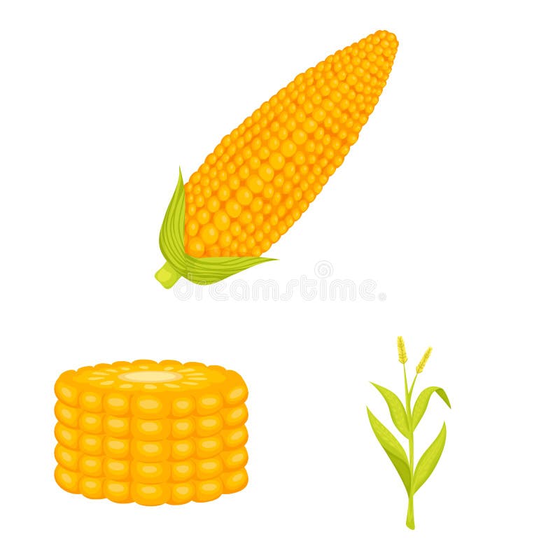 Vector Design of Maize and Food Symbol. Set of Maize and Crop Stock ...